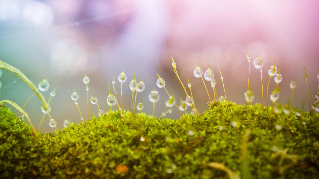 网红商城